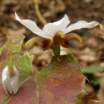 Epimedium Amanogawa - Elfenbloem