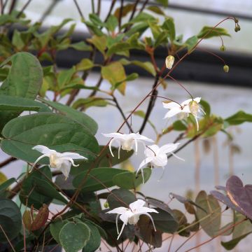 Epimedium Arctic Wings - Elfenbloem