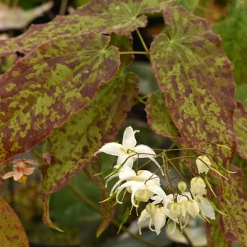Epimedium Elenwe - Elfenbloem