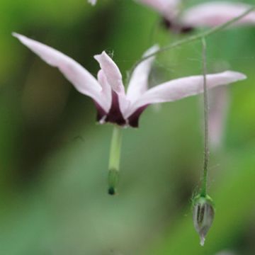 Epimedium fargesii Pink Constellation - Elfenbloem