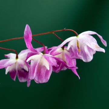 Epimedium pumosum Roseum - Elfenbloem