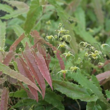 Epimedium Sphinx Twinkler - Elfenbloem