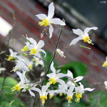Epimedium brevicornu - Elfenbloem