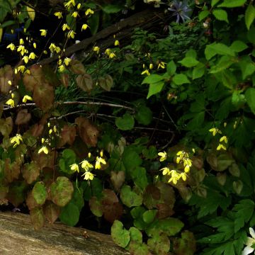 Epimedium campanulatum - Elfenbloem