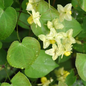Epimedium flavum - Elfenbloem