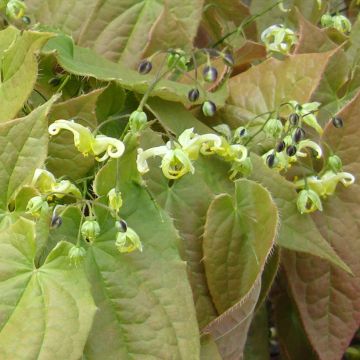 Epimedium franchetii Brimstone Butterfly - Elfenbloem