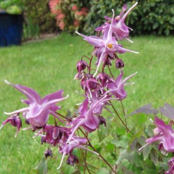 Epimedium grandiflorum Lilafee - Grootbloemige elfenbloem
