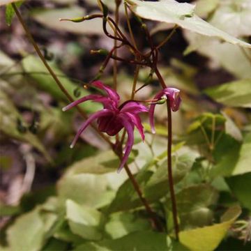 Epimedium grandiflorum Red Beauty - Grootbloemige elfenbloem