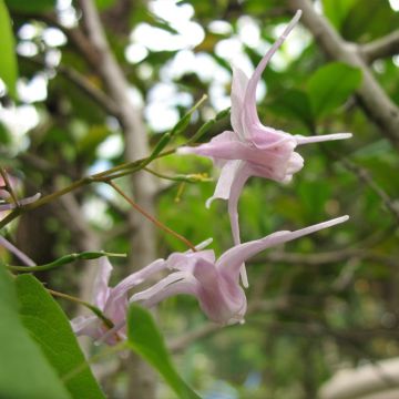Epimedium grandiflorum violaceum - Grootbloemige elfenbloem