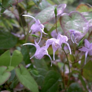 Epimedium grandiflorum - Grootbloemige elfenbloem