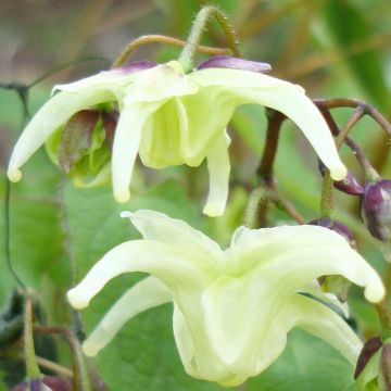 Epimedium grandiflorum koreanum La Rocaille - Grootbloemige elfenbloem