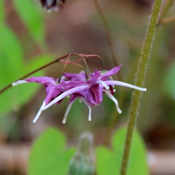 Epimedium Pretty in Pink - Grootbloemige elfenbloem