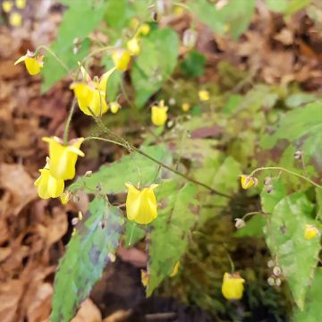 Epimedium Sunny and Share - Elfenbloem