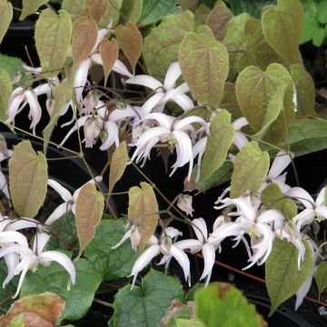Epimedium leptorrhizum - Elfenbloem