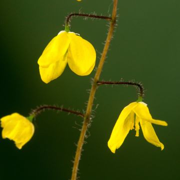 Epimedium platypetalum - Elfenbloem