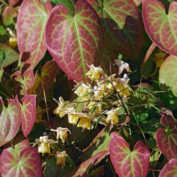 Epimedium versicolor Sulphureum - Elfenbloem
