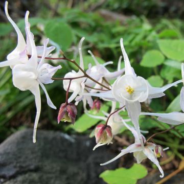 Epimedium youngianum Niveum - Elfenbloem