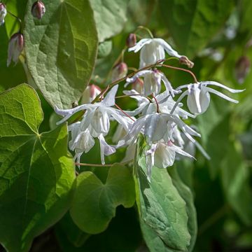 Epimedium youngianum Yenomoto - Elfenbloem