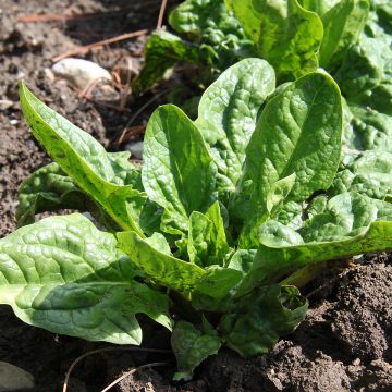 Spinazie América BIO - Ferme de Sainte Marthe Spinazie América BIO - Ferme de Sainte Marthe