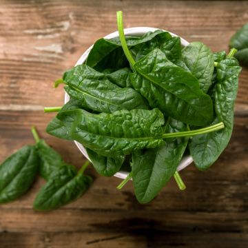 Spinazie Winterreuzen Spinazie Winterreuzen