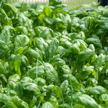 Spinazie Junius - Vilmorin