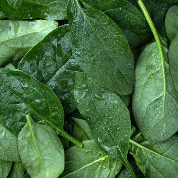 Spinazie Matador Spinazie Matador