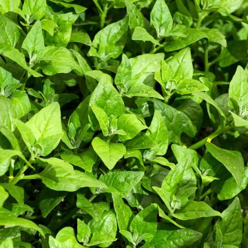 Spinazie - Spinacia oleracea Spinazie - Spinacia oleracea