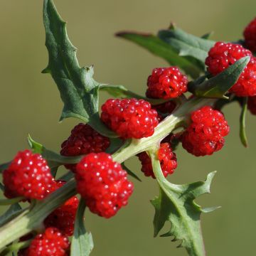 Rode aardbeispinazie - Chenopodium foliosum Rode aardbeispinazie - Chenopodium foliosum