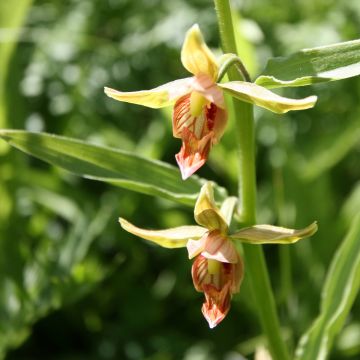 Epipactis gigantea - Wespenorchis