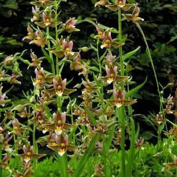Epipactis Sabine - Wespenorchis