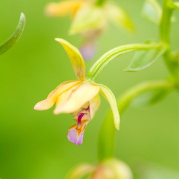 Epipactis thunbergii Yellow - Wespenorchis