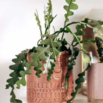 Epiphyllum anguliger - Zaagcactus