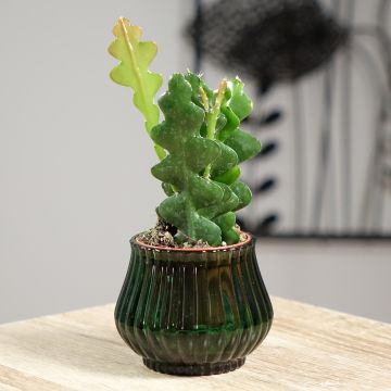 Epiphyllum anguliger - Zaagcactus