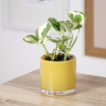 Pothos N'joy - Epipremnum