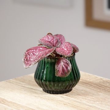Episcia Malayan Gem - Vlamviolet
