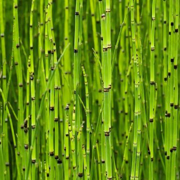 Equisetum camtschatcense - Schaafstro