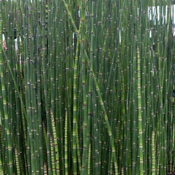 Equisetum hyemale - Schaafstro