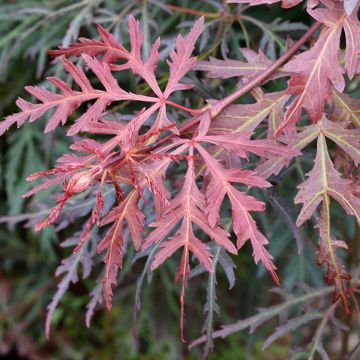 Acer palmatum Dissectum Orangeola - Japanse esdoorn