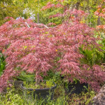 Acer palmatum Red Pygmy - Japanse esdoorn