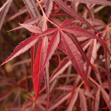 Acer palmatum Red Pygmy - Japanse esdoorn