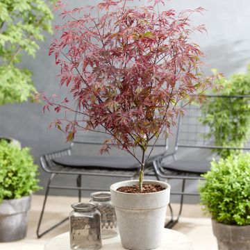 Acer palmatum Royal Garnet - Japanse esdoorn