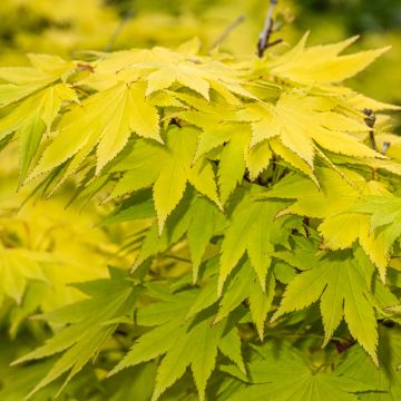 Acer shirasawanum Jordan - Japanse esdoorn