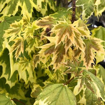 Acer platanoides Drummondii - Noorse esdoorn