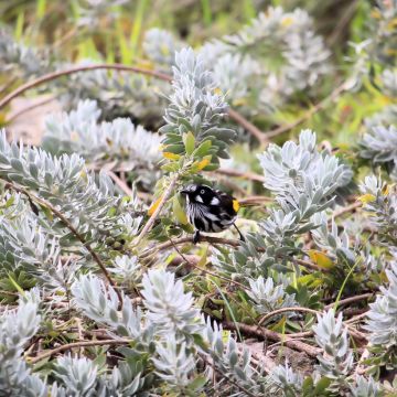 Eremophila glabra Kalbarri Carpet - Emustruik