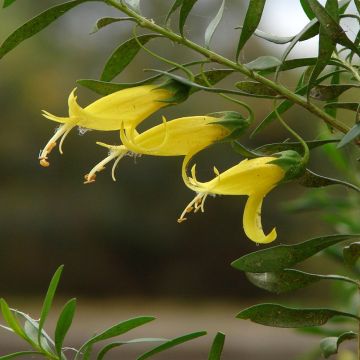 Eremophila maculata Aurea - Emustruik