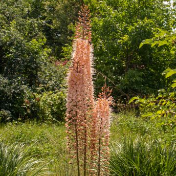 Eremurus Romance - Steppenlelie