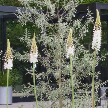 Eremurus White Beauty Favourite - Steppenlelie