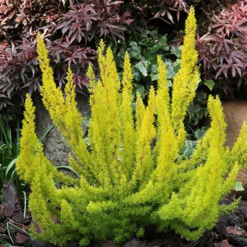 Erica arborea Alberts Gold - Boomheide