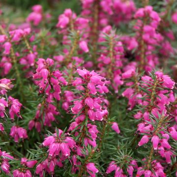 Erica carnea Eva - Winterheide