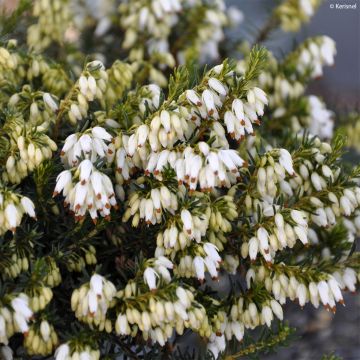 Erica carnea Isabell - Winterheide